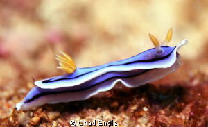 A wandering Nudi. by Chad Engle 